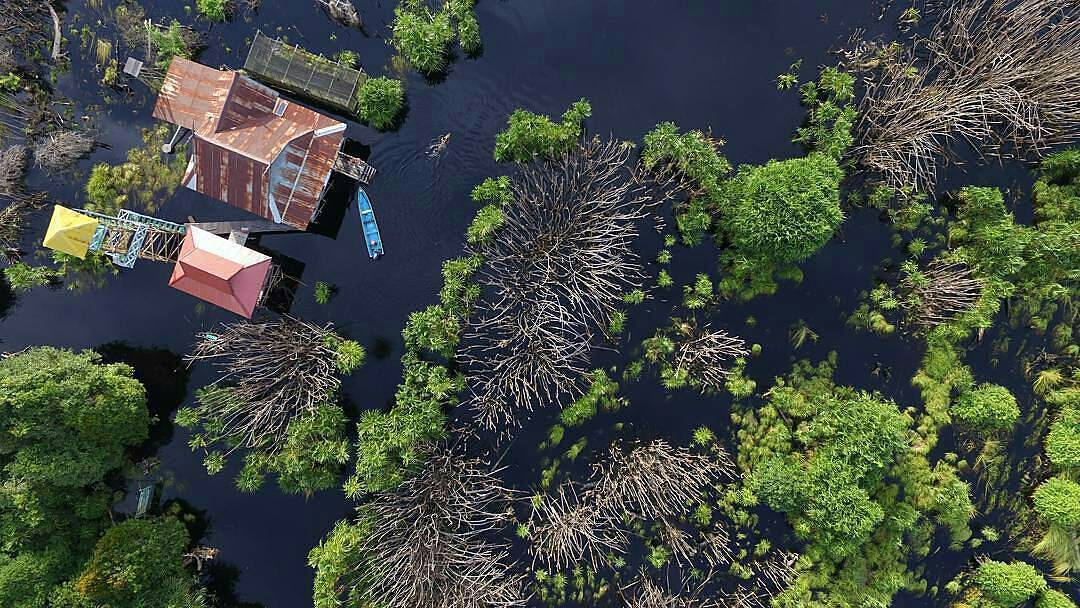 Sebangau River Tour